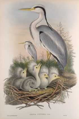 Adrea cinerea. Heron. (1862-1873)