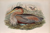 Adrea purpurea. Purple Heron. (1862-1873)