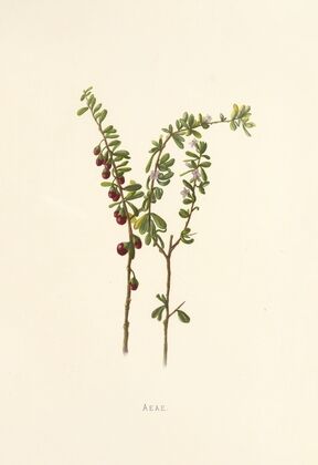 Aeae (1885)
