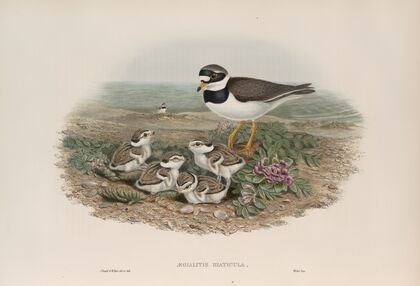 Ægialitis hiaticula. Ringed Plover. (1862-1873)