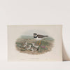 Ægialitis hiaticula. Ringed Plover. (1862-1873) by John Gould