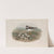 Ægialitis hiaticula. Ringed Plover. (1862-1873) by John Gould