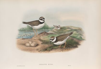 Ægialitis minor. Little Ringed Plover. (1862-1873)