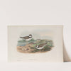 Ægialitis minor. Little Ringed Plover. (1862-1873) by John Gould