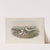 Ægialophilus cantianus. Kentish Plover. (1862-1873) by John Gould