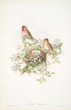 Ægiothus rufescens. Lesser Redpole. (1862-1873)