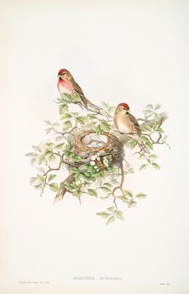 Ægiothus rufescens. Lesser Redpole. (1862-1873)