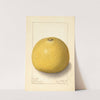 Aegle marmelos by Ellen Isham Schutt