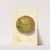 Aegle marmelos (1909) by Ellen Isham Schutt