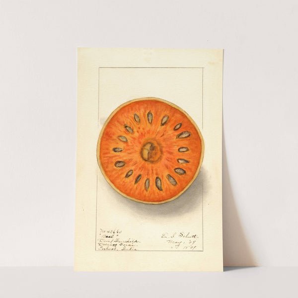 Aegle marmelos by Ellen Isham Schutt