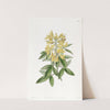 Aeolian Cytisus by Sydenham Edwards