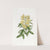Aeolian Cytisus by Sydenham Edwards