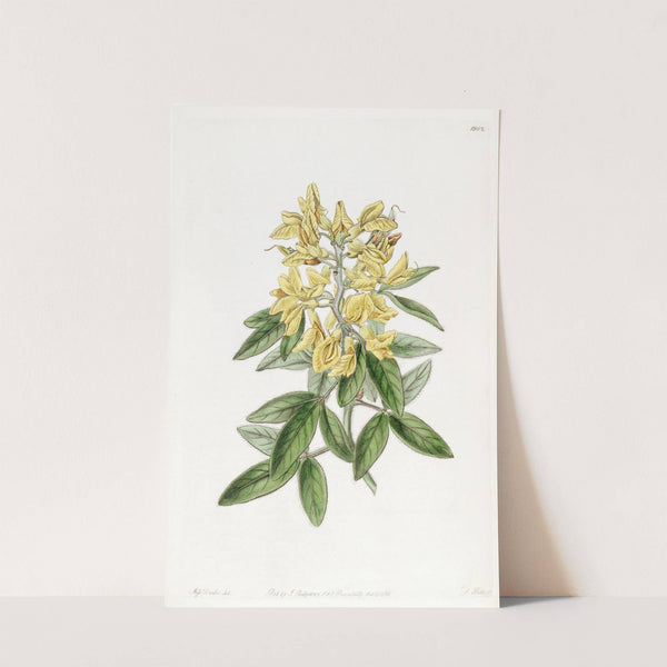 Aeolian Cytisus by Sydenham Edwards