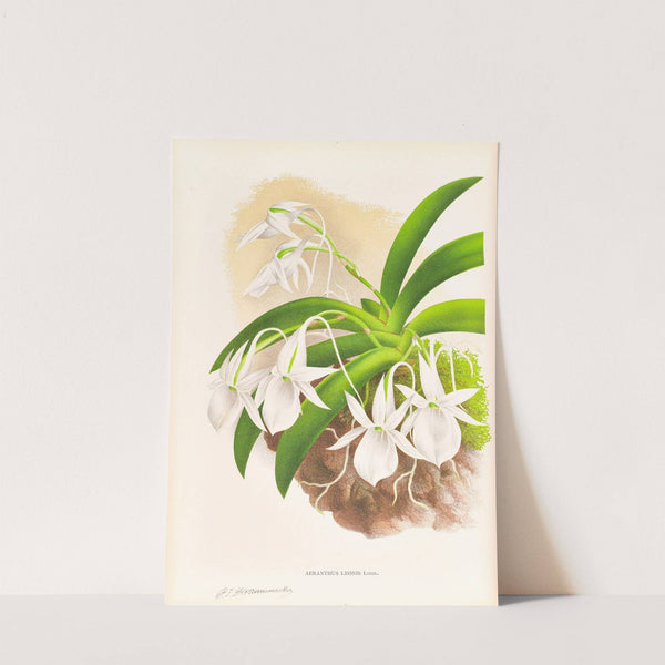 Aeranthus Leonis by Jean Jules Linden