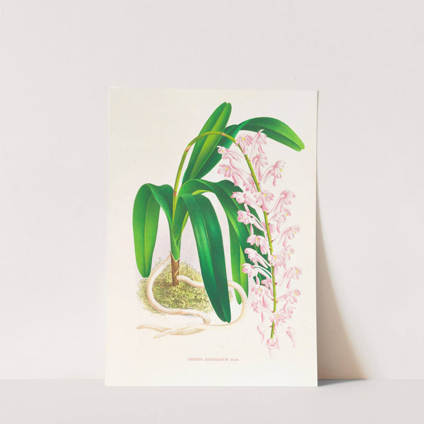 Aerides augustianum by Jean Jules Linden