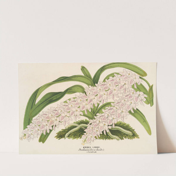 Aerides Lobbii by Charles Antoine Lemaire