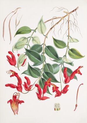 Aeschynanthus Peelii, H.f. & T. (1855)