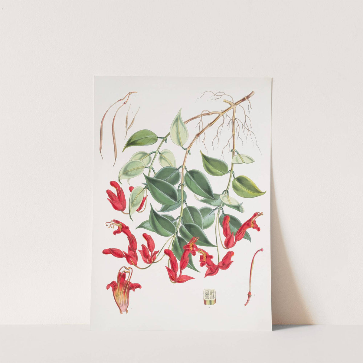 Aeschynanthus Peelii, H.f. & T. (1855) by Walter Hood Fitch