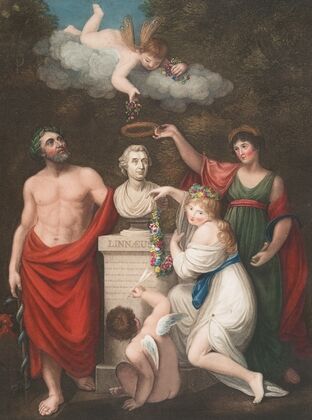 Æsculapius, Ceres, and Cupid honouring the bust of Linnæus
