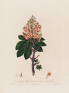 Aesculus Hippo-Castanum, or Common Horse-Chestnut (1799–1810)