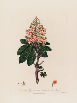 Aesculus Hippo-Castanum, or Common Horse-Chestnut (1799–1810)