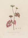 Aethusa Cynapium ; or Fool’s Parsley. (1799–1810)