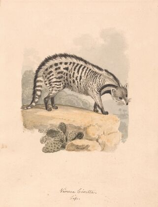 African Civet