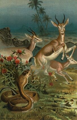 African Cobra, or Haje, and Gazelles.