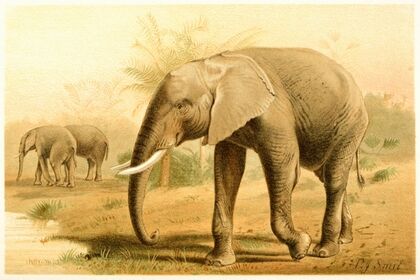 African Elephant