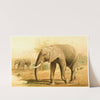 African Elephant (1893-1896) by Pierre Jacques Smit