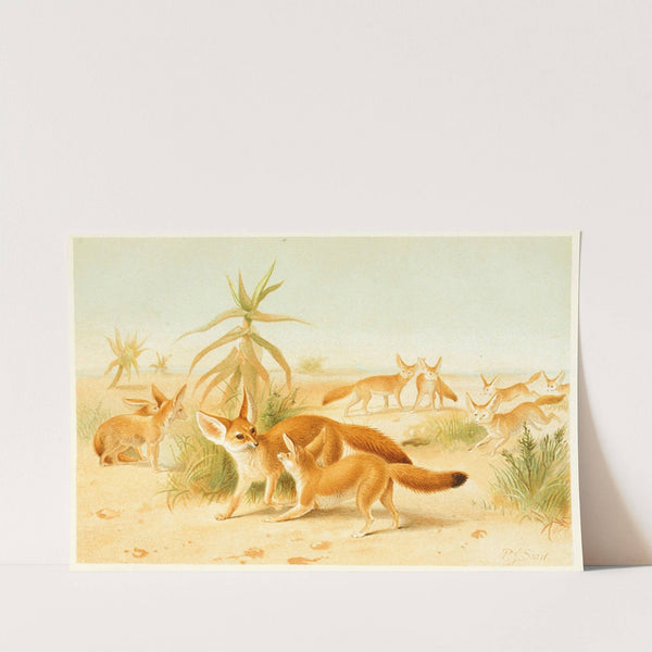 African Fennecs (1893-1896) by Pierre Jacques Smit