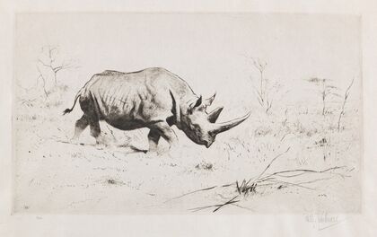 African Rhinoceros (1915-1924)