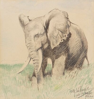 Afrikanischer Elefant in der Steppe (1922)