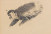 Afrikanischer Hundsaffe (Colobus guereza) (1900)