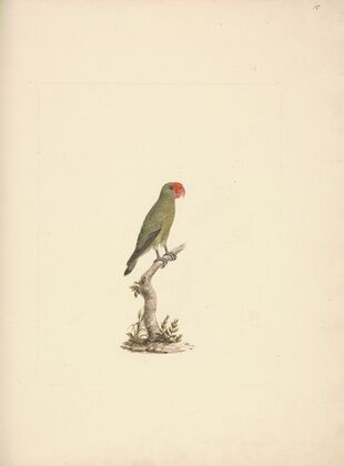 Agapornis taranta (Black-winged Lovebird)
