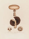 Agaricus Campestris ; or Common Field Mushroom (1799–1810)