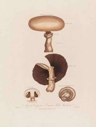 Agaricus Campestris ; or Common Field Mushroom (1799–1810)