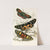 Agarista picta, Eusemia lectrix, Eusemia maculatrix by James Duncan