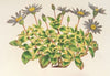 Agathæa cœlestis, fol. variegatis