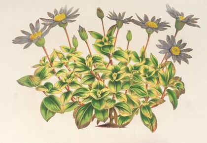 Agathæa cœlestis, fol. variegatis