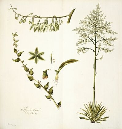 Agave foetida