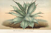 Agave Verschaffelti