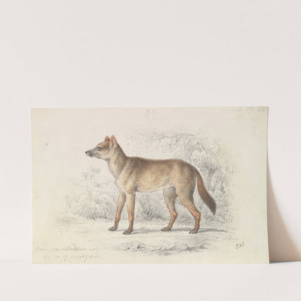 Aguara Dog of the Woods (1837) by Charles Hamilton Smith