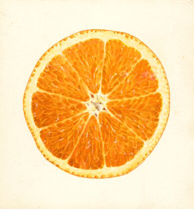 Citrus sinensis
