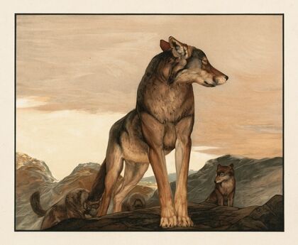 Akela the lone wolf (1903)