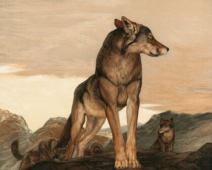 Akela The Lone Wolf