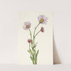Alaska Fleabane. Erigeron salsuginosus (1925) by Mary Vaux Walcott
