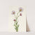 Alaska Fleabane. Erigeron salsuginosus (1925) by Mary Vaux Walcott