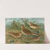 Alauda arvensis, Calandrella brachydactyla, Calandrella pispoletta by Johann Friedrich Naumann