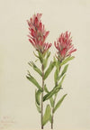 Alberta Paintbrush (Catilleja miniata) (1920)